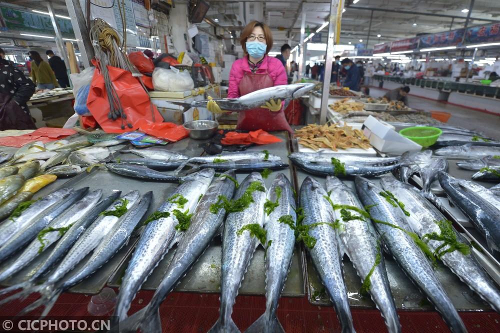 山东青岛:春鲅鱼上市 海鲜销售升温